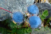 View Blue Prairie Smoke Flower image 4