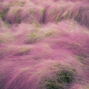 View 100Pcs Muhlenbergia Capillaris image 3