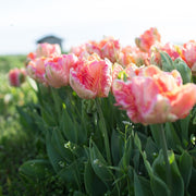View Apricot Parrot Tulip Seeds image 6