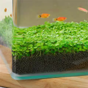 View 🌿Air Purifying Fish Tank Aquatic Plant Seeds image 6