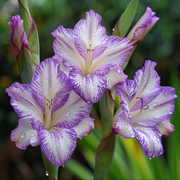 View Coral Sunrise Gladiolus Corms🌺 image 2