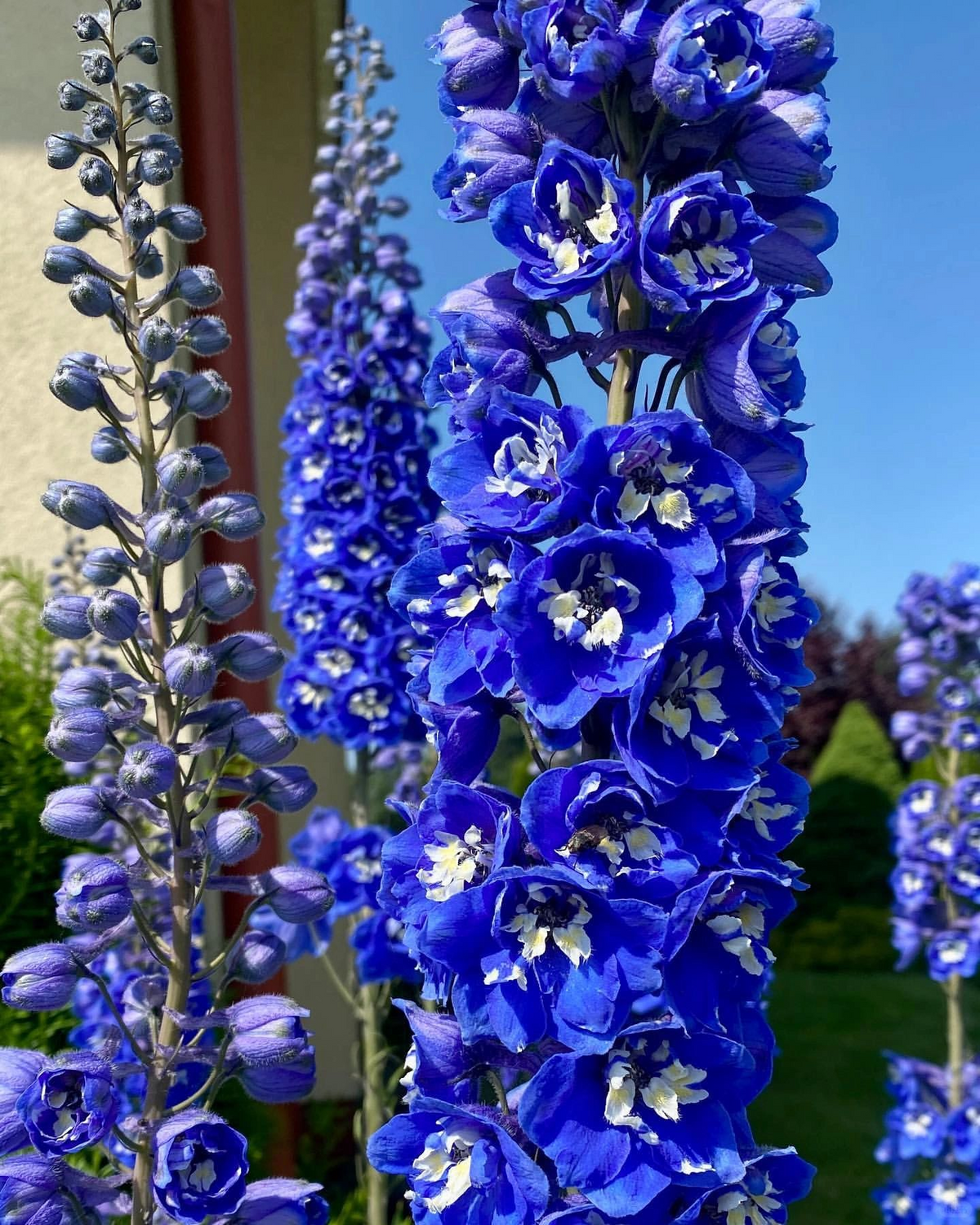 Delphinium Seeds-Mixed 7 Colors