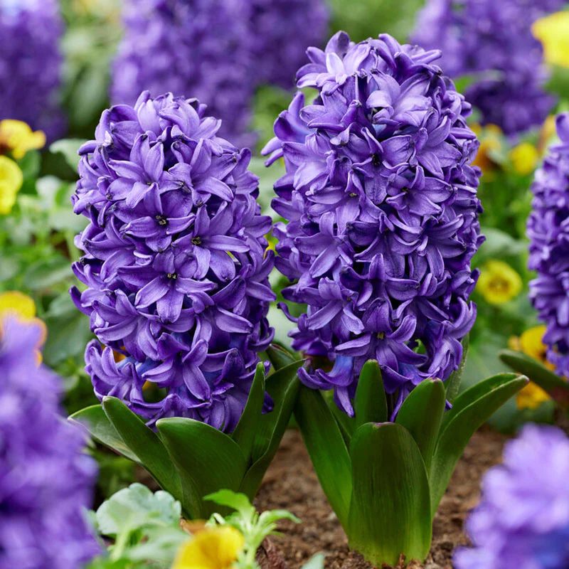 Mixed Color Hyacinth Seeds
