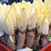 View European Chicory Seeds image 5