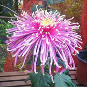 View Beautiful Rare Golden Daisy🌻Easy image 4