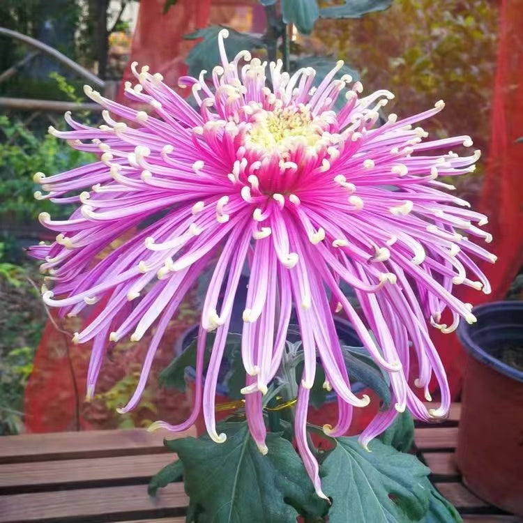 Beautiful Rare Golden Daisy🌻Easy