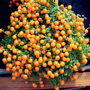 View Egrow 50Pcs(100Pcs)/Bag Lamp Beads Grass Seeds Flower Seeds Garden Bonsai Plant for Home Garden Plants image 4
