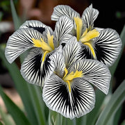 View 💐Zebra Stripes Iris (Iris Germanica) – A Bold, Striped Beauty image 5