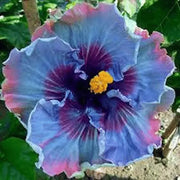 View Giant Ombre Hibiscus Exotic Coral Flowers Seeds image 4