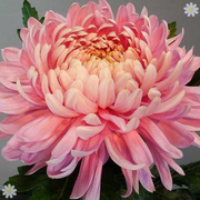 View Sweet Pink Helichrysum Strawflower Seeds image 1