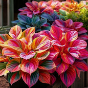 View 🌈🔥 Limited Edition Rainbow Flame Hostas -Rare Multicolor Foliage, Exclusive to Our Store 🌸 image 5