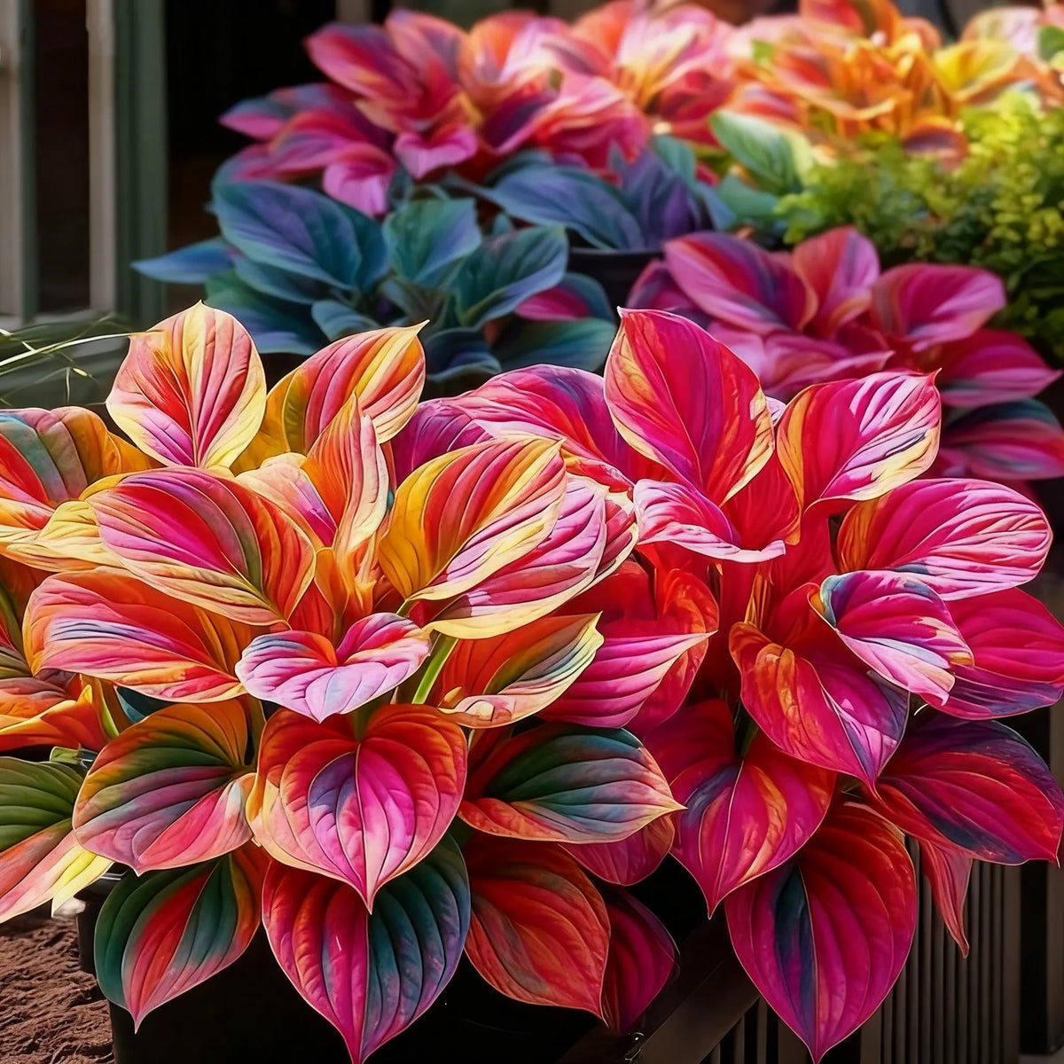 🌈🔥 Limited Edition Rainbow Flame Hostas -Rare Multicolor Foliage, Exclusive to Our Store 🌸