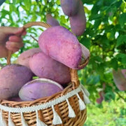 View Stauntonia Latifolia Seeds-Organic Food image 2