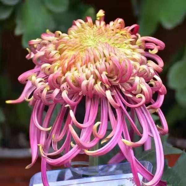 Beautiful Rare Golden Daisy🌻Easy