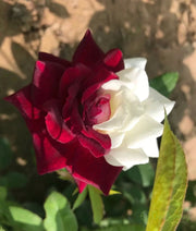 View Rare Twin Roses - Seeds image 6