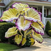 View 🌈 Giant Caladium Bulbs 🎊The color wizard that creates a dream garden 🌿✨ image 5