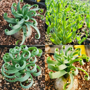 View Rare Spring Grass Spiral Succulents image 1