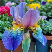 View 💐Colorful Iris (Iris Germanica)—Easy To Grow image 1