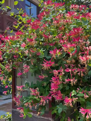 View Colorful Honeysuckle Seeds 👍Flowers that are good for your health🌿 image 3