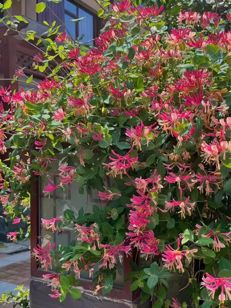 Colorful Honeysuckle Seeds 👍Flowers that are good for your health🌿