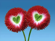 View Aster Formula Mixed Colors - Flower Seeds image 3