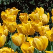 View Golden Parade Tulip Seeds image 4