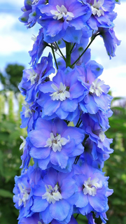 View Delphinium Seeds-Mixed 7 Colors image 3