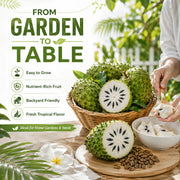 View 💥🌸 Organic Soursop (Graviola) Seeds – Non-GMO Heirloom Tropical Fruit seeds image 4