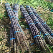 View 🌱 Grow Your Own Sugarcane – High Germination Seeds ✨ for Easy Home Gardens 🌿 image 4