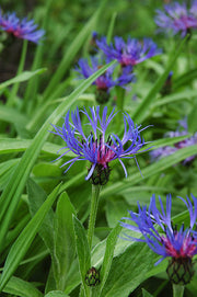 View Centaurea montana- Bachelor Buttons image 5