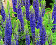 View Spike Speedwell Intense Blue Flowers image 5