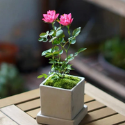 View 🌸Lotus Star Rose Seeds: Blooming All Year, Bringing Continuous Good Fortune🌸 image 2