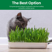 View Grow Fresh Cat Grass Seeds at Home image 3