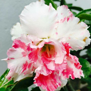 View 🎁Desert Rose Bulbs🌵Super easy care! 🌸 Adenium Obesum Bulbs image 3