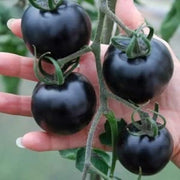 View 50/100 Organic Indigo Rose Tomato Seeds, Heirloom, Non-GMO, Solanum Lycopersicum image 3