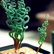 View Egrow 100Pcs/Bag Sprial Grass Seeds Green Succulents Plants Garden DIY Bonsai Potted Flower Seed image 1