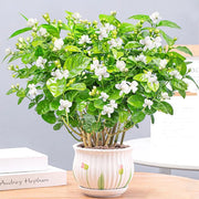 View Double Jasmine Seeds image 1