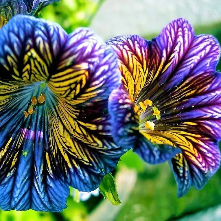 Multi-Colored  Petunia-Chilean Morning Glory Seeds