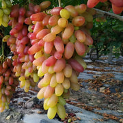 View Beauty Finger Grapes Seeds image 2
