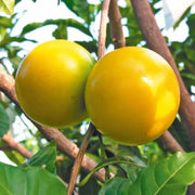 View Golden Fruit Seeds-Abiu Fruit-Pouteria Caimito image 2
