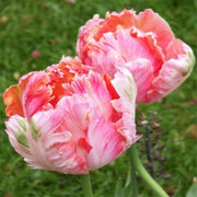 View Apricot Parrot Tulip Seeds image 2