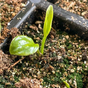 View Muticolor Hosta Seeds-Perennial Shade Plant for Garden and Yard Plant🌈God's Artistic Canvas image 4