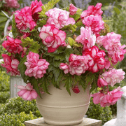 View Begonia Flower Seeds image 2