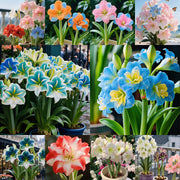 View 🌺Double-Petaled Perfume Amaryllis Bulbs image 5