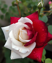 View Rare Twin Roses - Seeds image 2