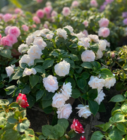 View Mixed Color- Double Flower Impatiens Seeds - Mosquito and Snake Repellent Plants image 6