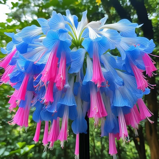 Giant Hanging Lobelia Seeds🌊