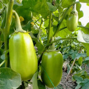View 🍆 Green Can Eggplant Seeds - A Flavorful and Nutritious Garden Gem! image 3