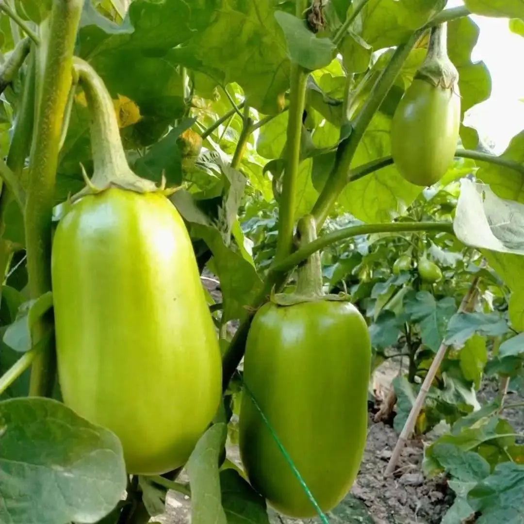 🍆 Green Can Eggplant Seeds - A Flavorful and Nutritious Garden Gem!