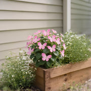 View 🏆 50K+ SOLD! 🦋🌸 Moonlight Butterfly Flower Seeds – Fall & Winter Planting, Perennial Blooms & Stunning Garden Elegance 🍂 image 6